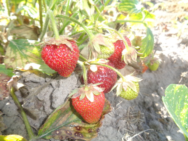 Najlepiej smakują te prosto z krzaka ...