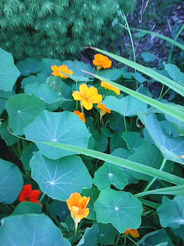 Nasturcje które każdego roku się wysiewają, właśnie przy różach :)