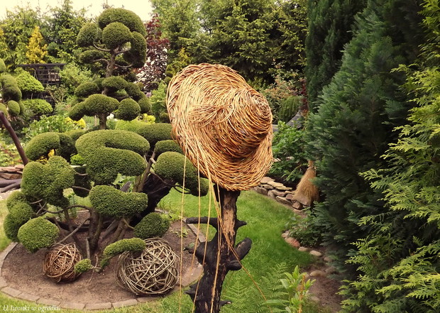 Niwaki  - żywotnik  którego kształtuje ponad 15 lat i jestem z niego dumna.