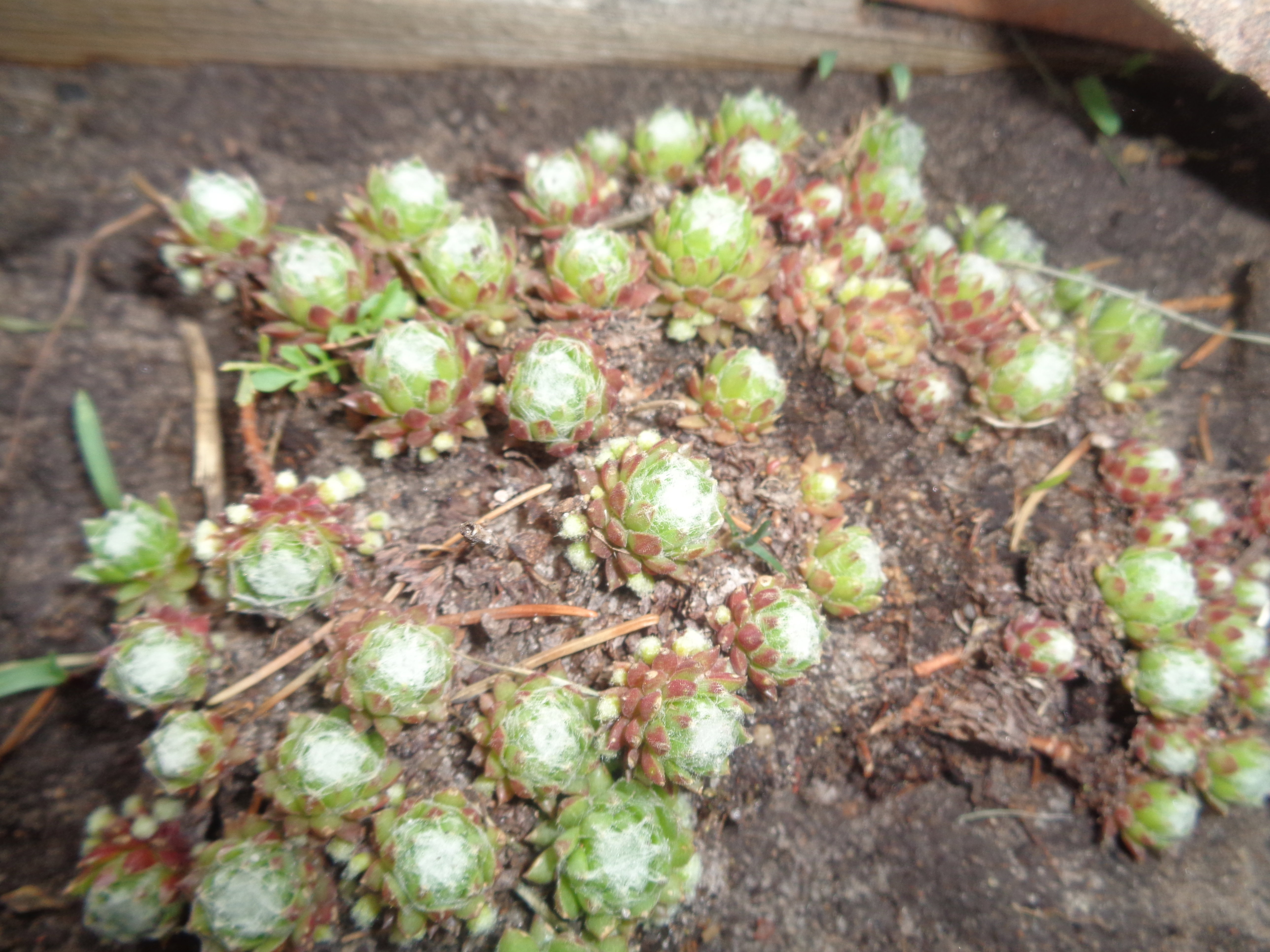 O najdrobniejszych rozetkach