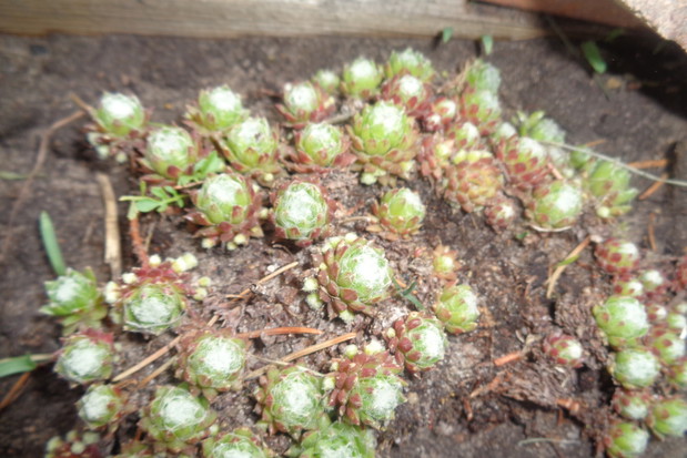 O najdrobniejszych rozetkach