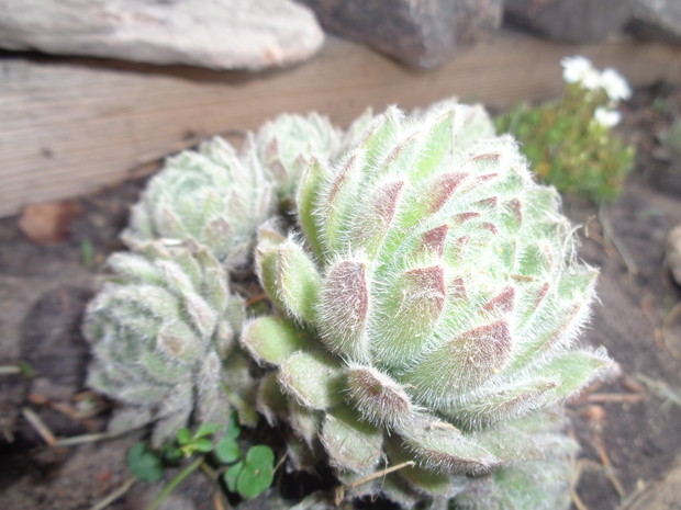 Okryte delikatnym włoskiem