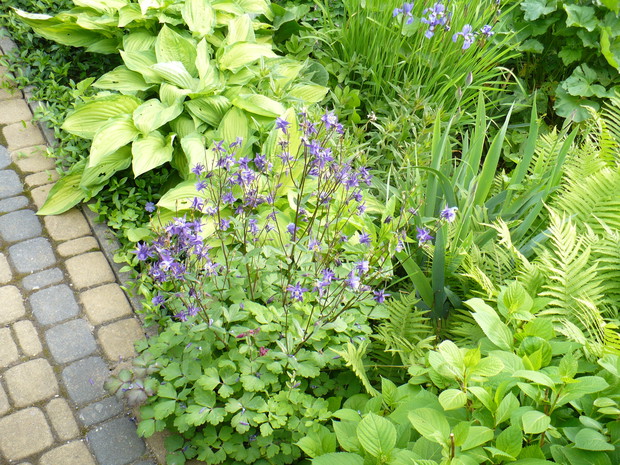 Orlik wśród irysów, host i paproci. 