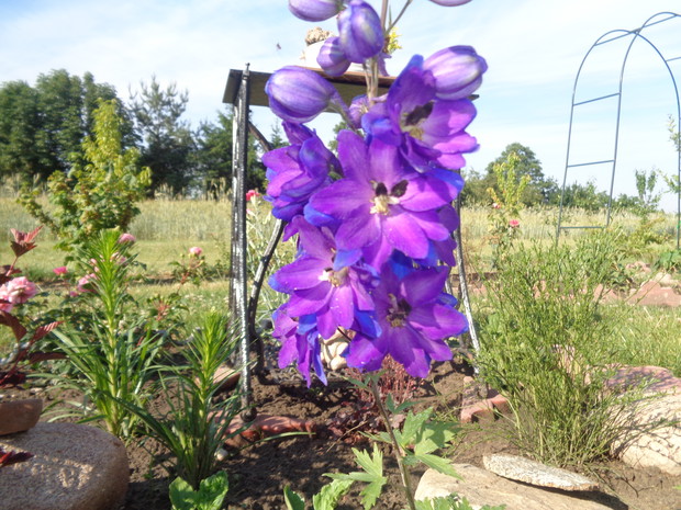 Ostróżka ogrodowa.