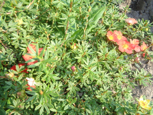 Pięciornik czerwony.