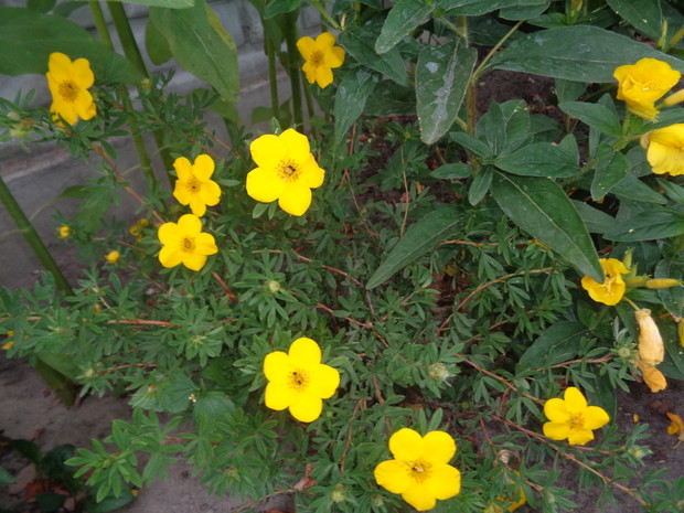 Pięciornik żółty.