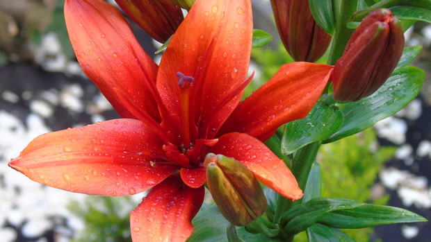 Piękna czerwona lilia.