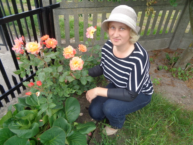 Piękne liście bergenii. 