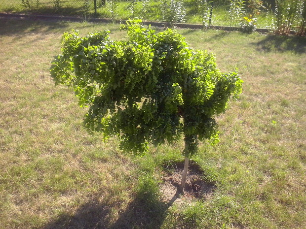 Piękne małe drzewko