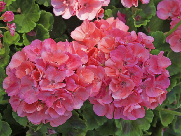 Pięknem pelargonii również możemy cieszyć się niezależnie od pogody(zdj.: Fotolia.com)