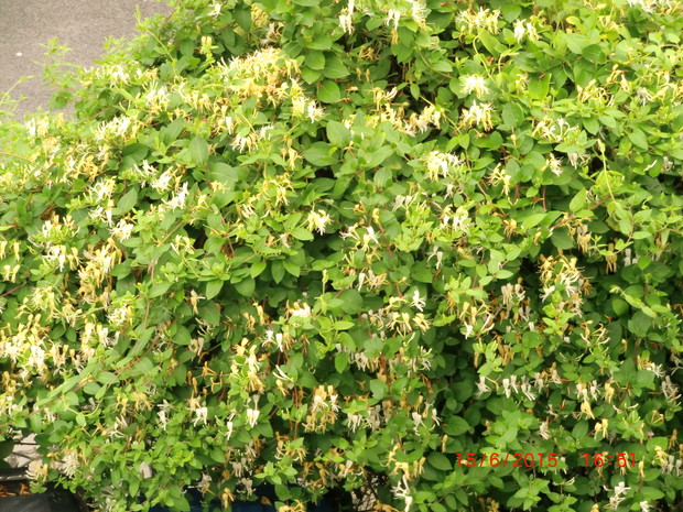 Pięknie pachnący wiciokrzew oplatający bramę