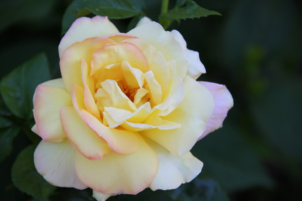 Pięknosc różana :)