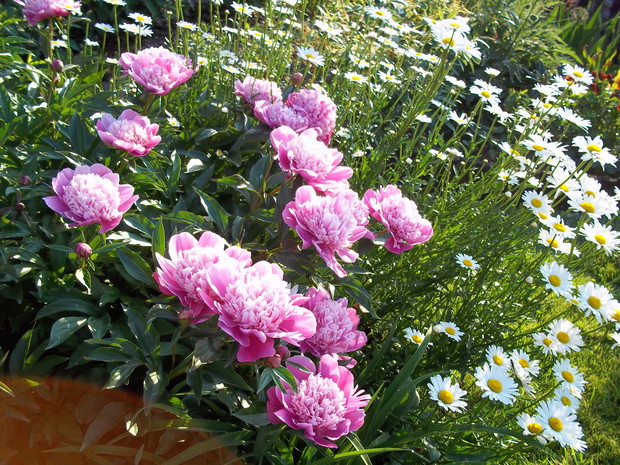 Piwonia i margaretki wygrzewają się w słoneczku.