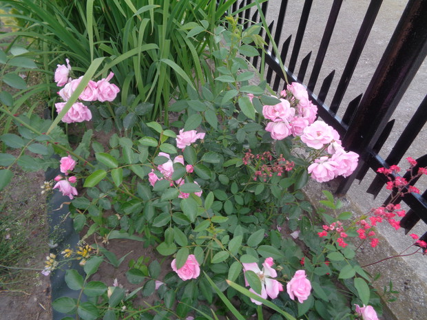 Pnąca róża różowa.