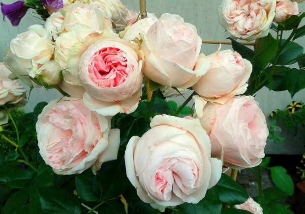 Po prostu Giardinia:)