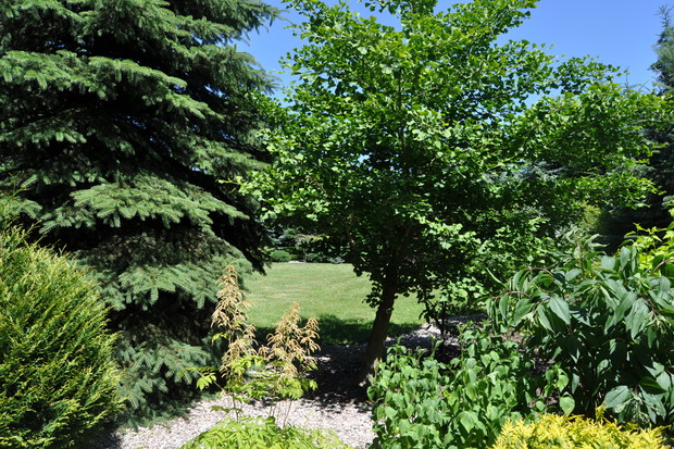 Pochyły miłorząb japoński