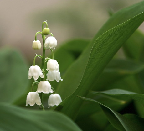 Pojedyncze dzwoneczki konwalii można obserwować bez końca (zdj.: Fotolia.com)