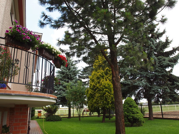 PONAD 30 LETNIE IGLAKI