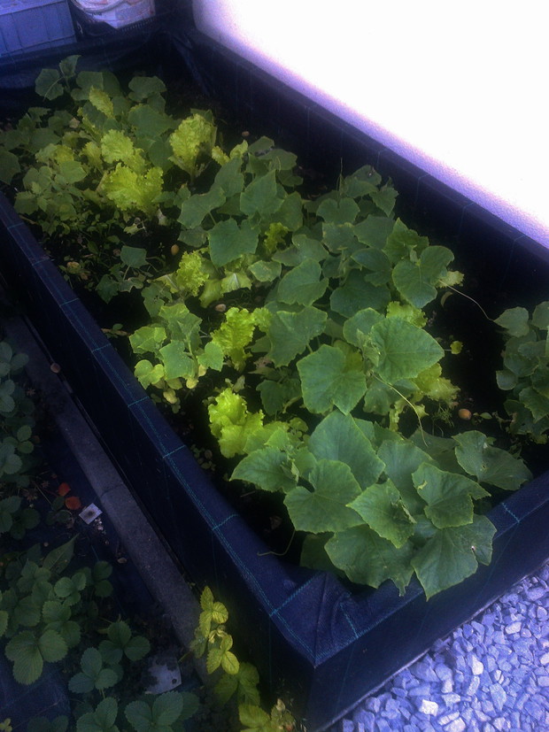 Rabata podwyższona a w niej :  ogórki, sałata  i wschodzący koperek. Rośliny które się lubią :)