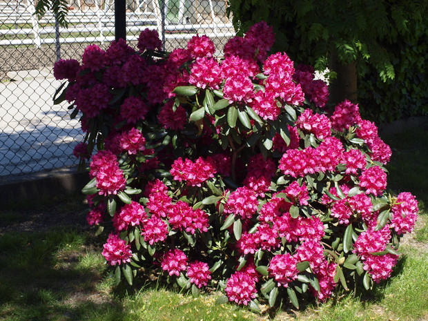 RODODENDRON