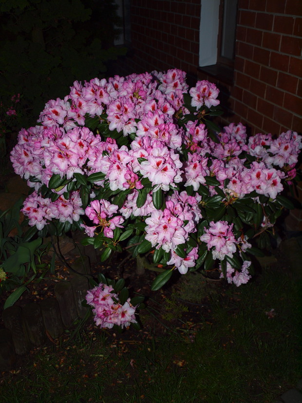 RODODENDRON