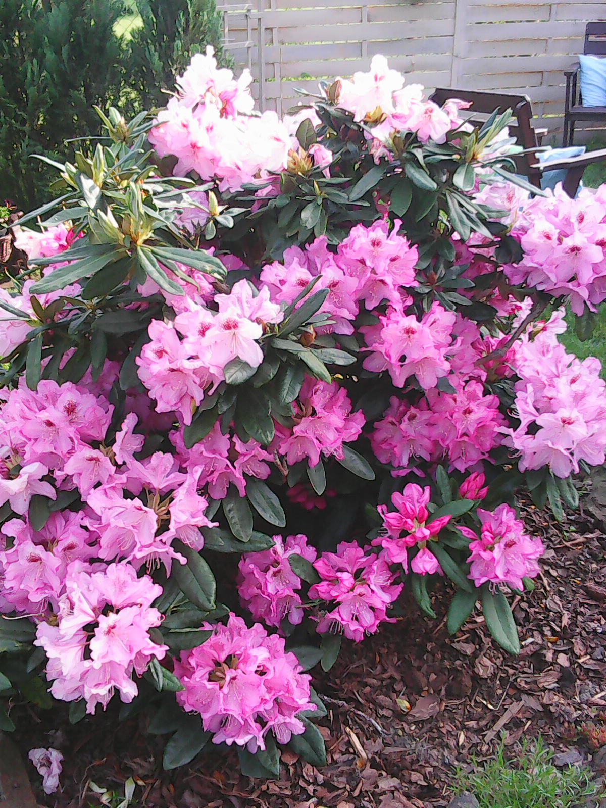 Rododendron