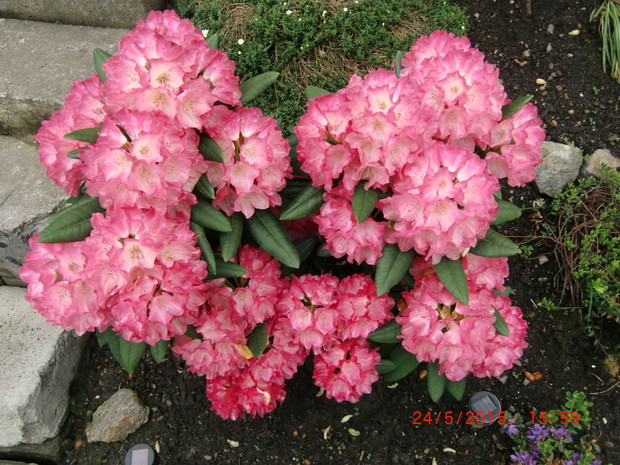 Rododendron