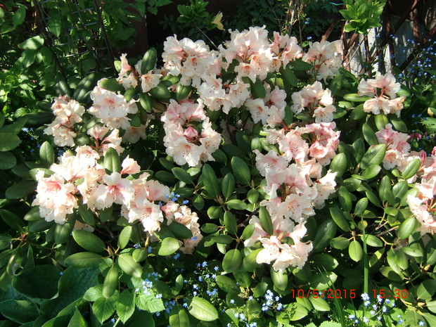 Rododendron
