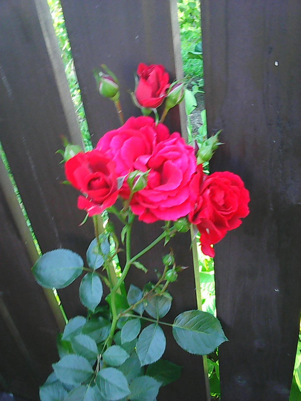 Róża pnąca, pachnąca, powtarzająca kwitnienie.