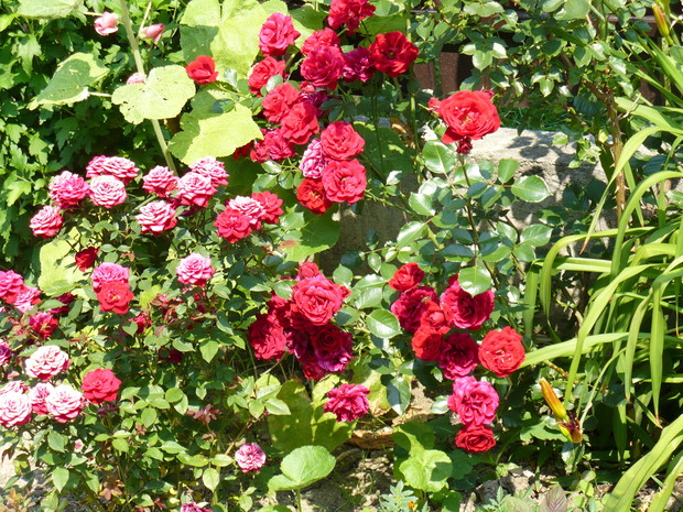 Róża pnąca, powtarzająca kwitnienie.