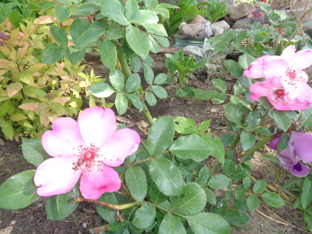 Róża pojedyńcza o wspaniałym aromacie.