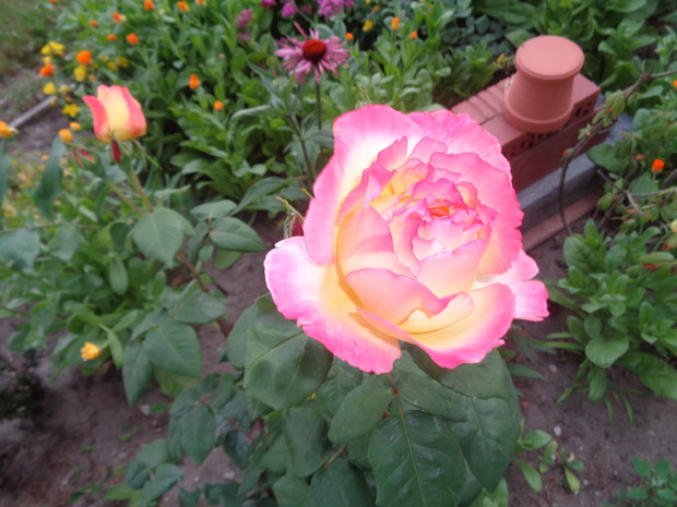 Róża wielkokwiatowa kremowo - żółto-różowa.