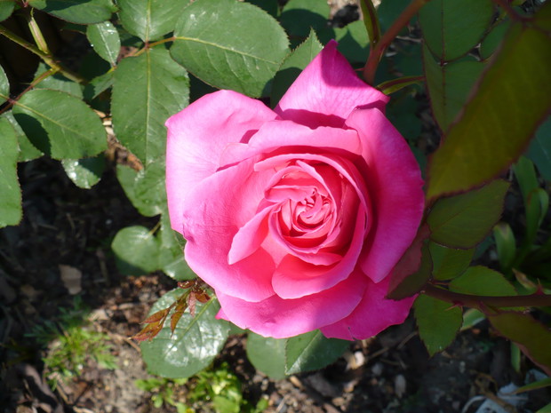 Róża wielkokwiatowa pachnąca.