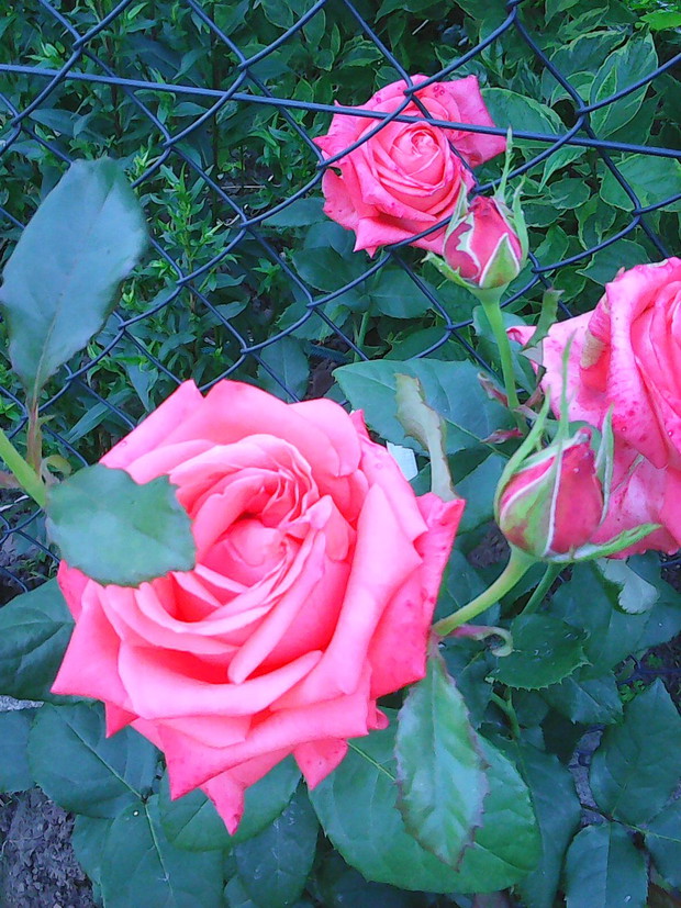 Róża wielkokwiatowa , parkowa.