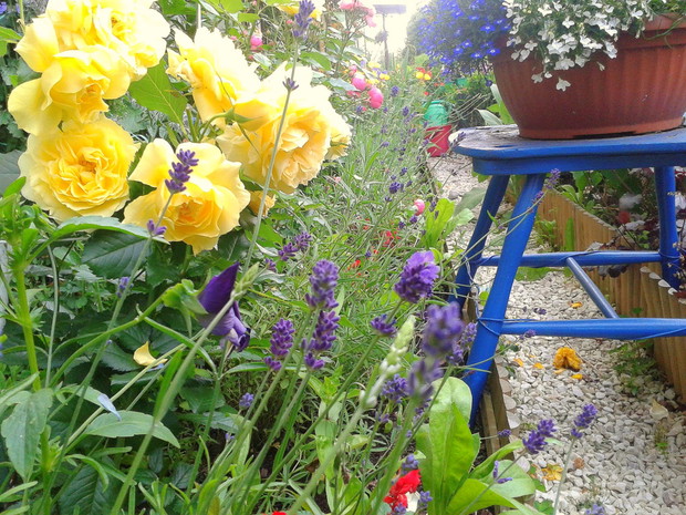 Róże i lawendy, fioletowa i biała.