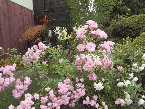 Róże okrywowe 'The Fairy'