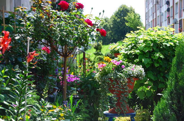 Róże w pełni kwitnienia, rozkwitają pierwsze lilie, a rośliny jednoroczne kompozycje zachwycają bujnością:)
