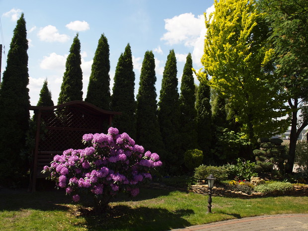 ROZODENDRON I ZÓŁTY WIĄZ