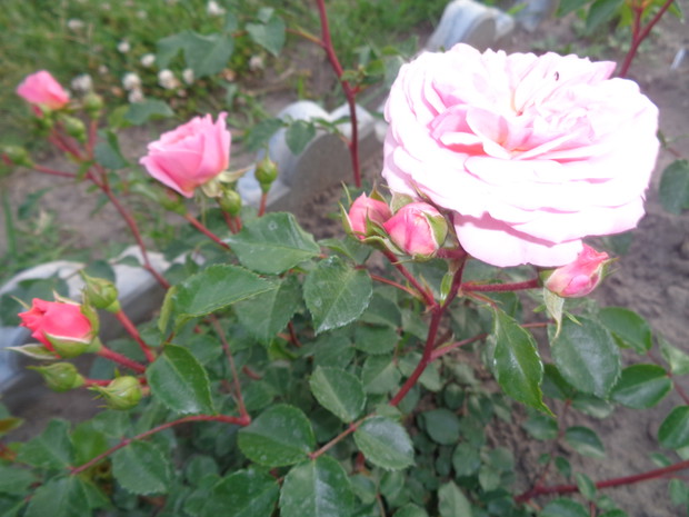 Różowa róża parkowa.