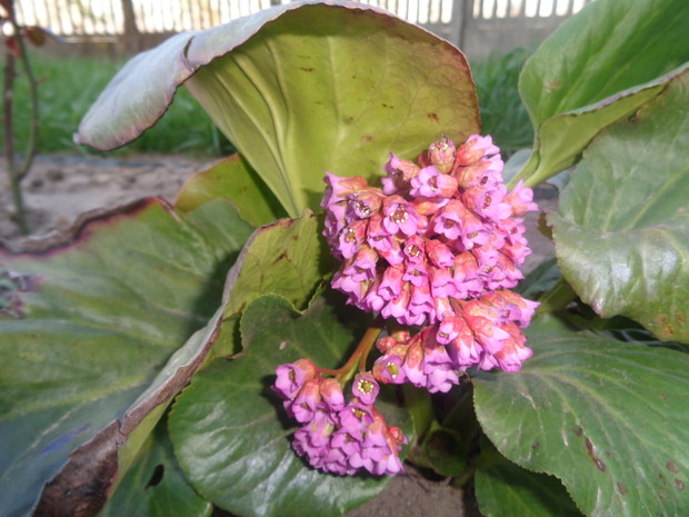 Różowe kwiaty bergenii.