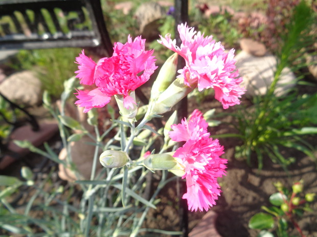 Różowy goździk ogrodowy.