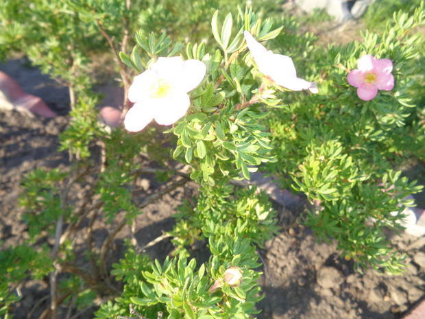 Różowy pięciornik.