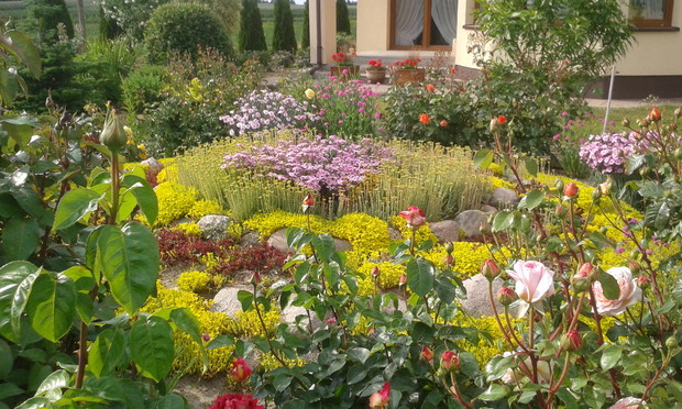 Skalniak i rozchodniki