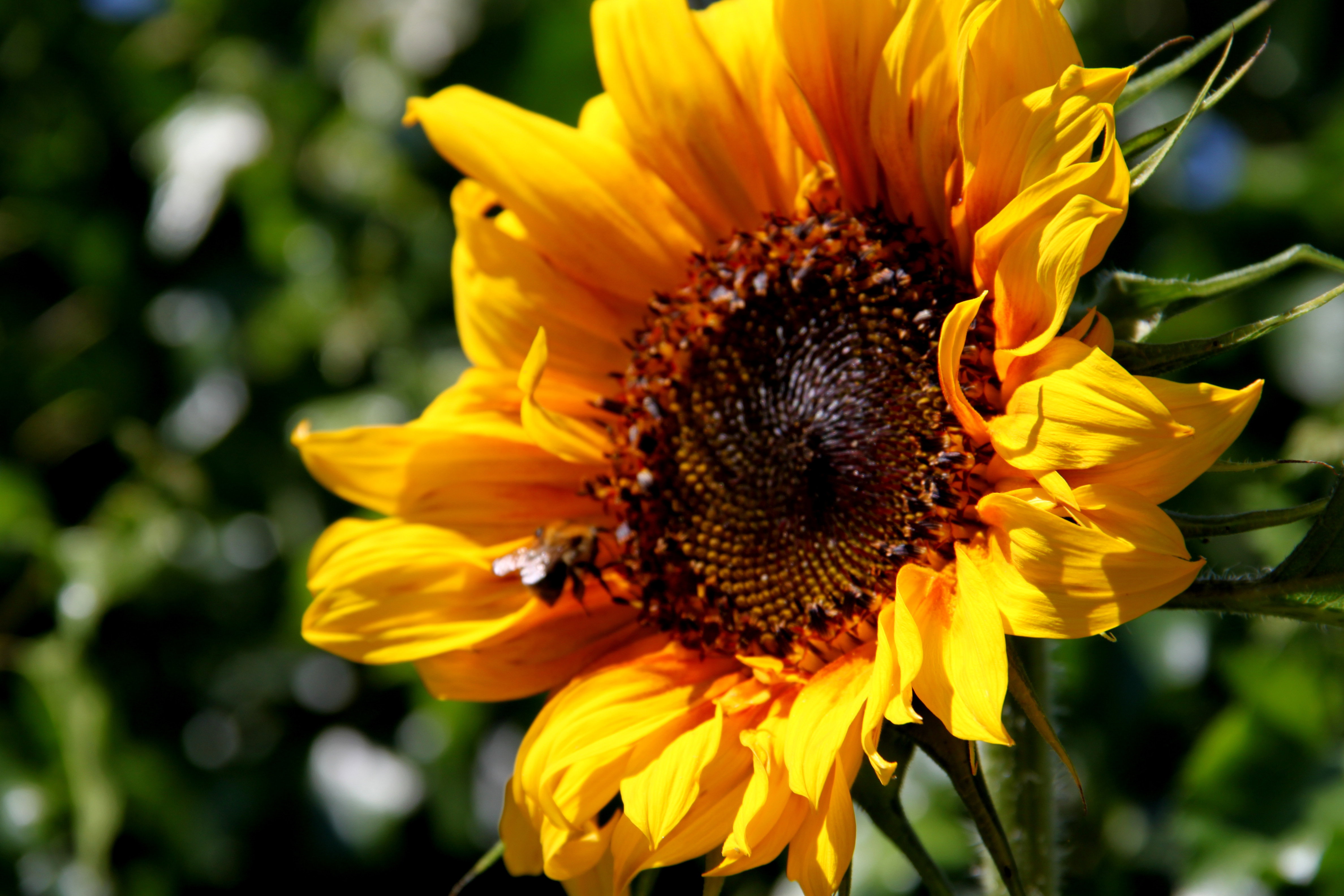 słoneczka  rozkwitly :) 