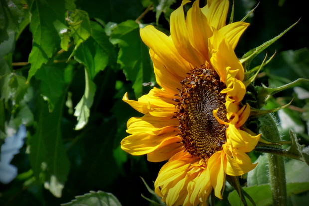 Słoneczko zaswieciło..