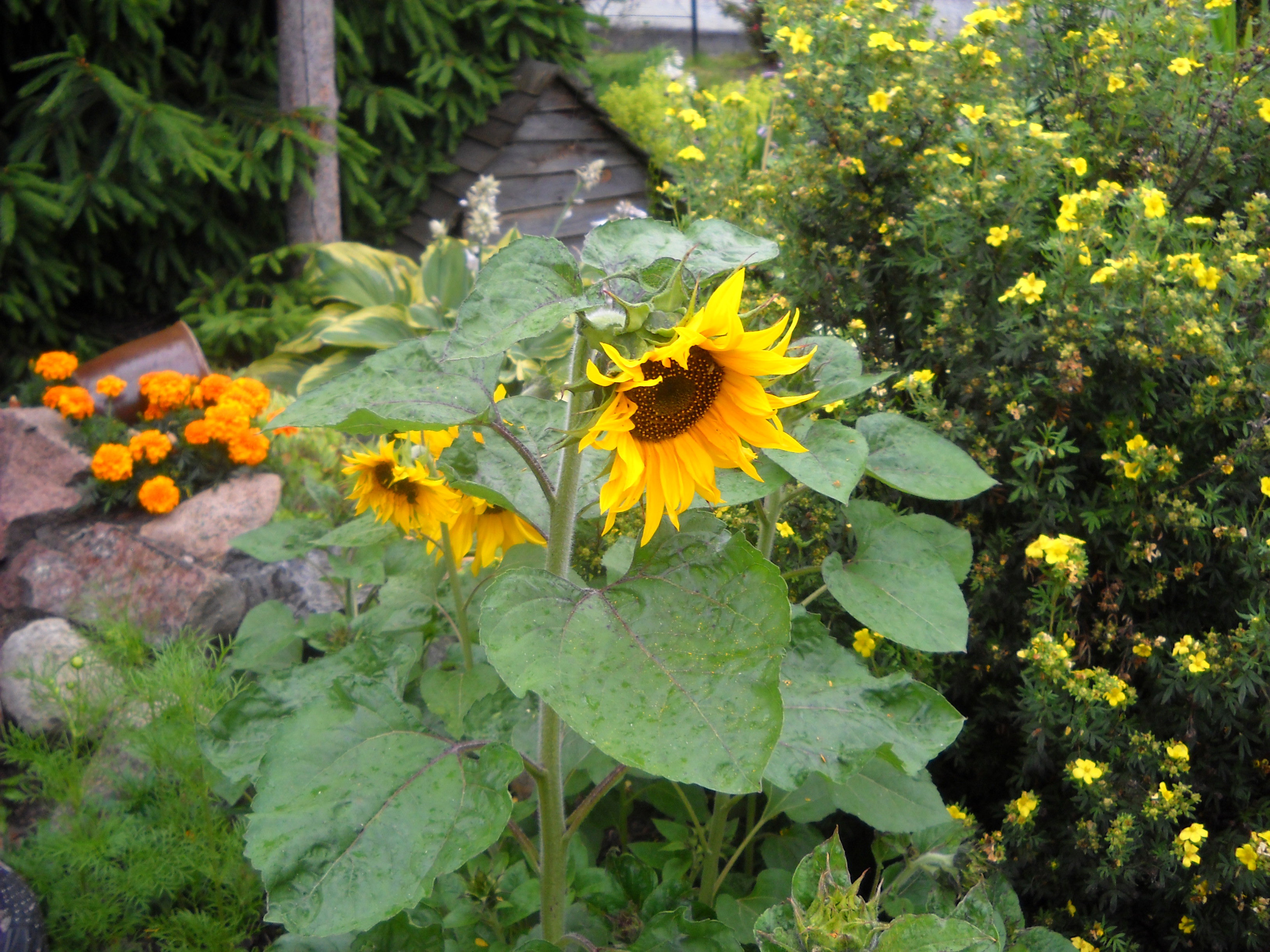 Słonecznik bukietowy.