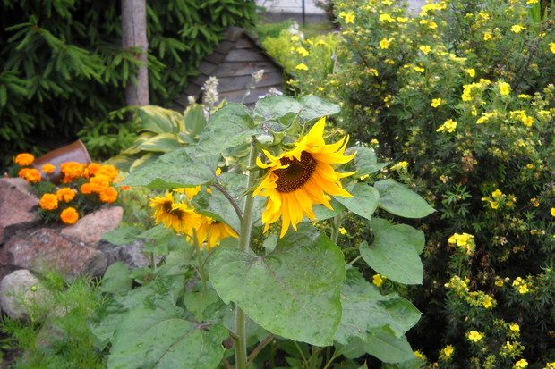 Słonecznik bukietowy.