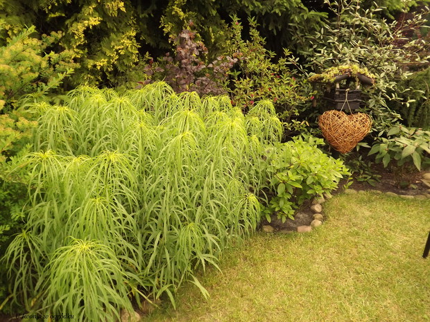 Słonecznik wierzbolistny i serce z wierzby płaczącej