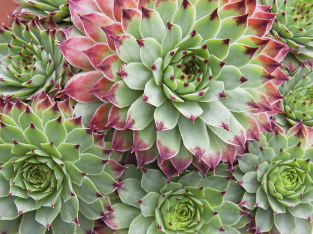 Sukulenty doskonale wyglądają zarówno w doniczkach, jak i rabacie, a ich wytrzymałość tylko dodaje im funkcjonalności(zdj.: Fotolia.com)