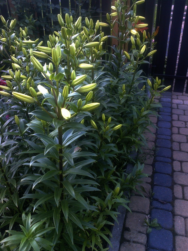 Szpaler lilii gotowych do rozkwitu. 